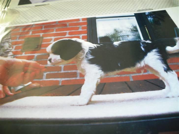 Cavalier king charles spaniel Lucky billede 5