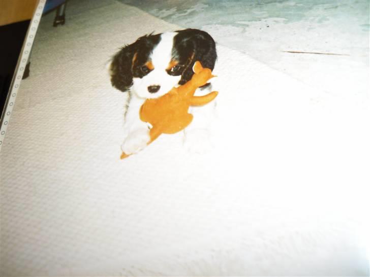 Cavalier king charles spaniel Lucky billede 6