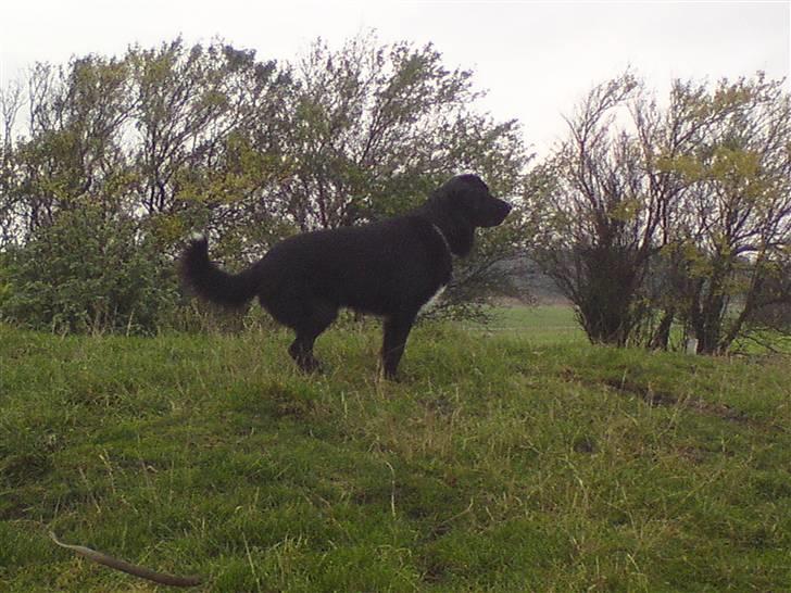 Blanding af racer Rex billede 6