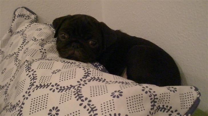 Mops Tille - Helt træt og helt ny, første dag hjemme og skal bare have en lur i sofaen! billede 1