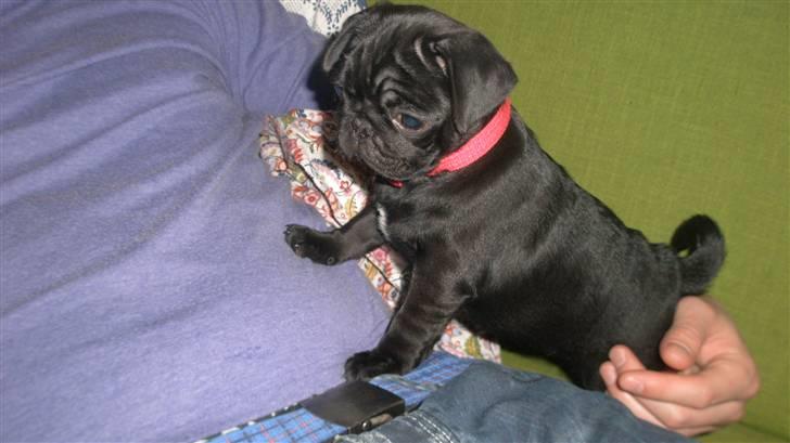 Mops Tille - Se lige mig, er bare en fræk lille gavtyv billede 2