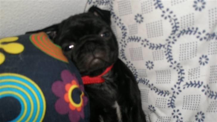 Mops Tille - ååååååååhhhhhh de herlige puder.... billede 3