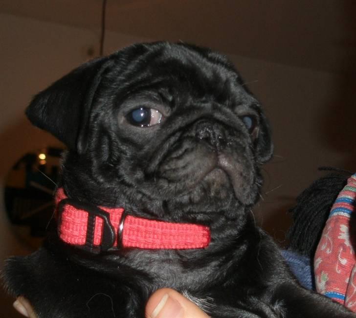 Mops Tille - helt ærligt... skal du tage allle de billeder mor? billede 4