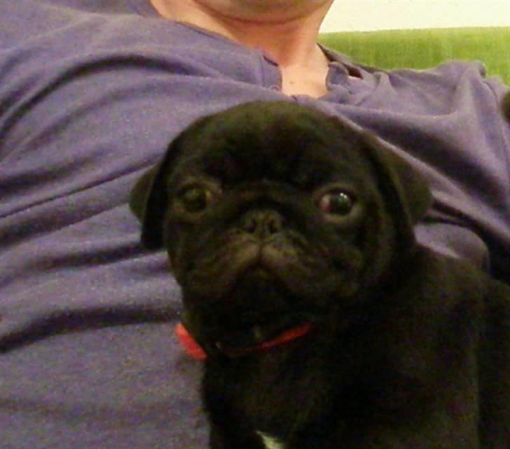 Mops Tille - NU VIL JEG ALTSÅ SOVE! Stop så mor... billede 5