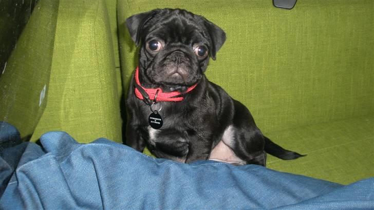 Mops Tille - okay et enkelt billede så.... :) billede 6