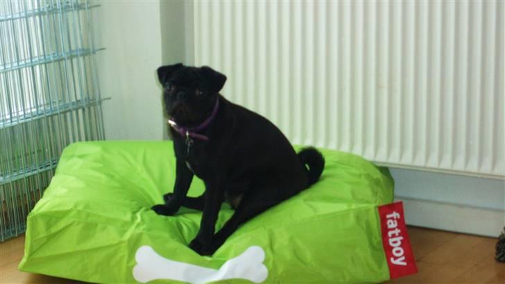 Mops Tille - se lige mig :) ½ års fødselsdag og min nye fatboy, lige til at smække min store bagdel ned i! :) det er lige noget jeg kan bruge :P billede 7