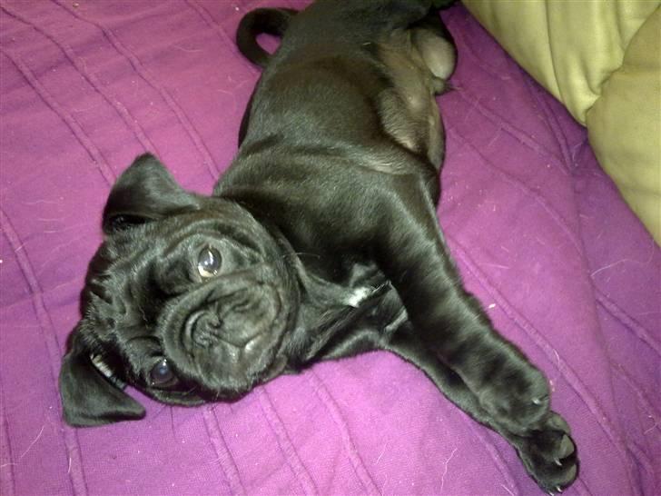 Mops Samson - samson er træt billede 1