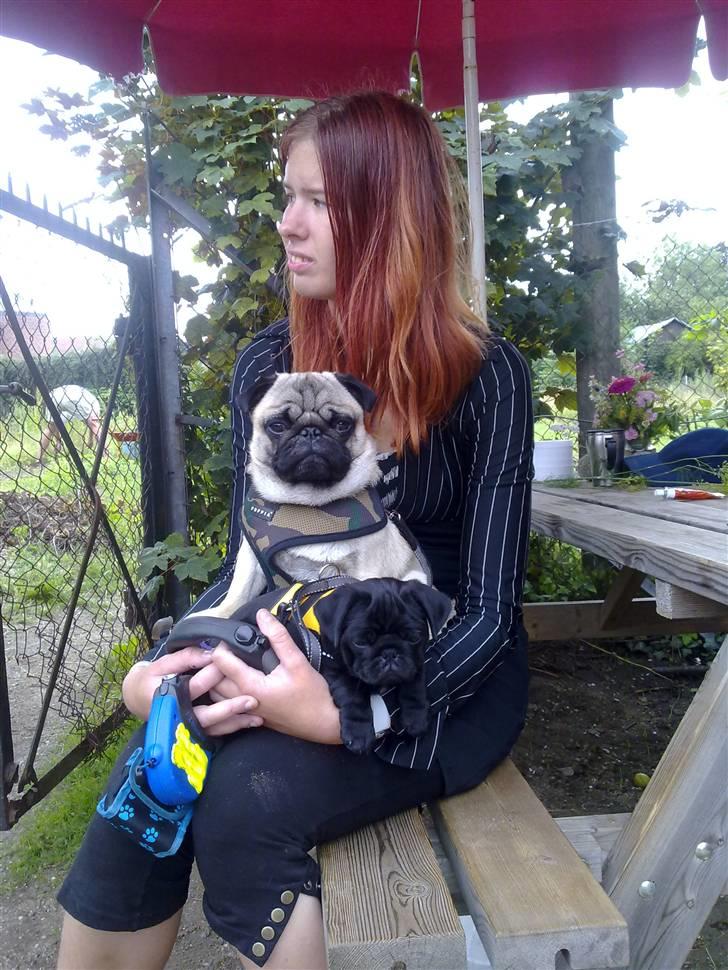 Mops Samson - Vibeke sidder med Yoda og Samson billede 2