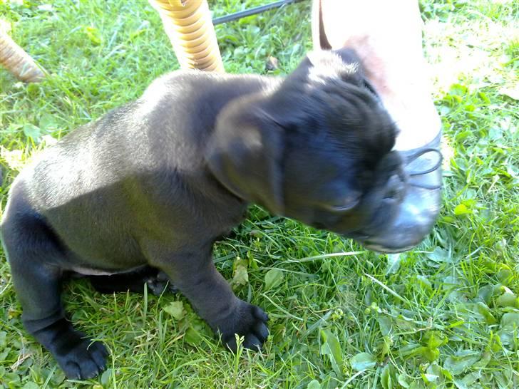 Mops Samson - godt at man kan sove op ad en sko når man er 8 uger gammel billede 3