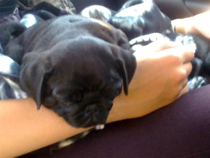 Mops Samson - Samson på vej hjem til os billede 4