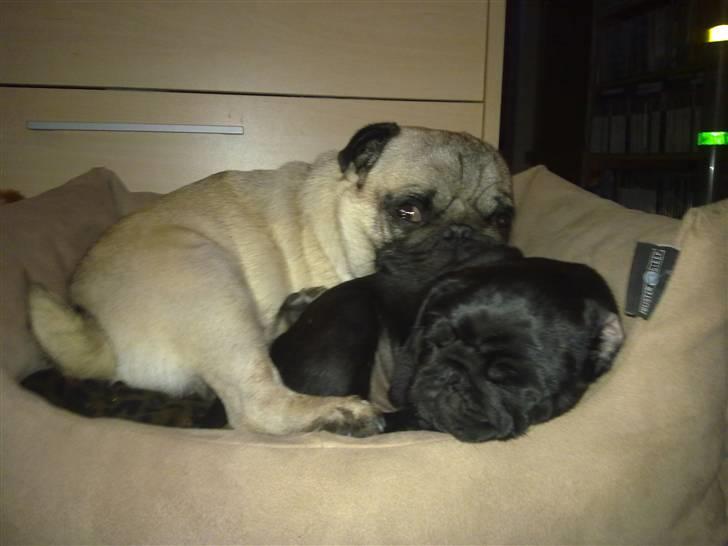 Mops Samson - Samson hygger med Yoda billede 5