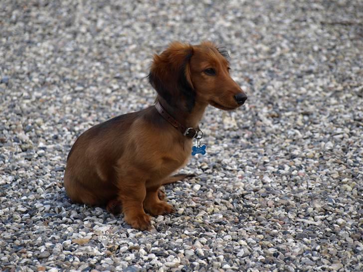 Miniature gravhund MAX - Ja nu er jeg blevet 4 måneder, glæder mig til at blive voksen billede 11