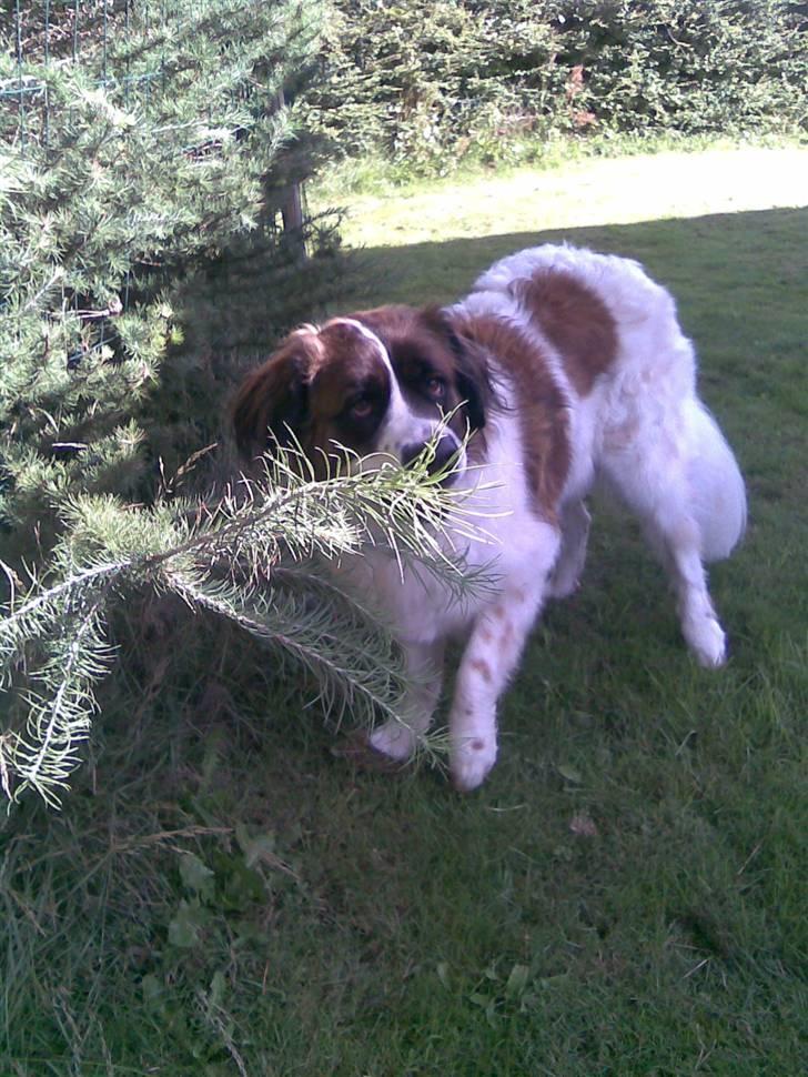 Sankt bernhardshund Sascha R.I.P. billede 1