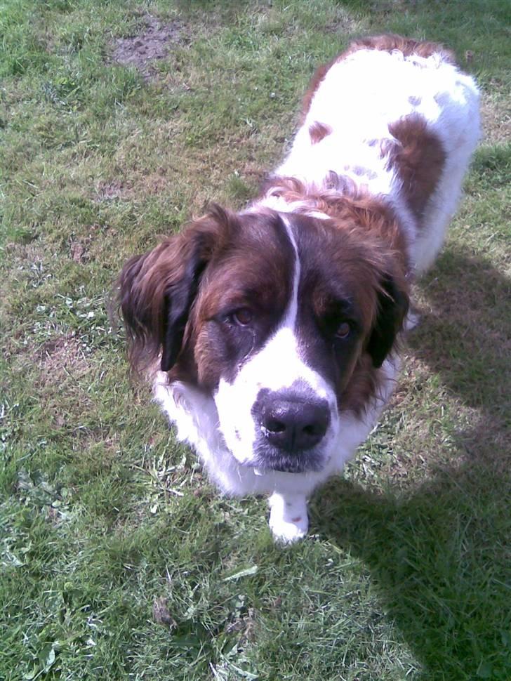 Sankt bernhardshund Sascha R.I.P. billede 2