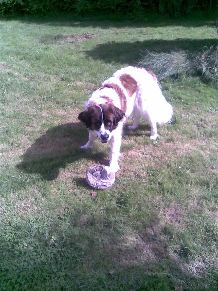 Sankt bernhardshund Sascha R.I.P. billede 3