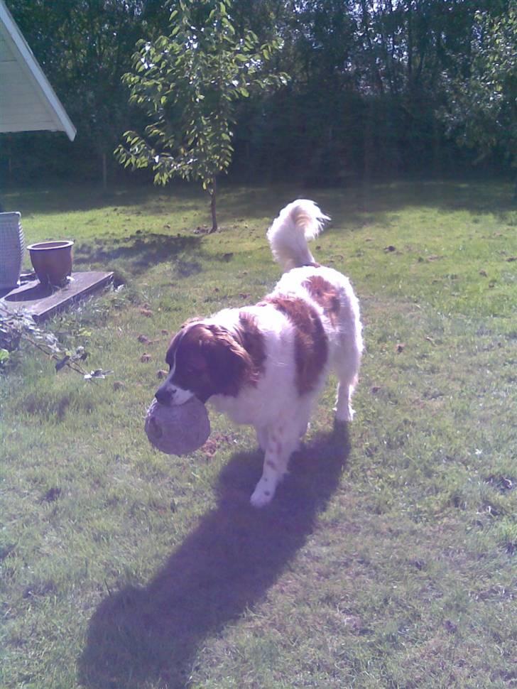 Sankt bernhardshund Sascha R.I.P. billede 4