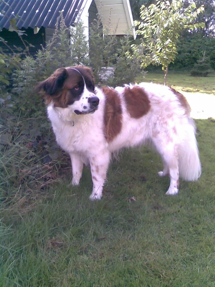 Sankt bernhardshund Sascha R.I.P. billede 5