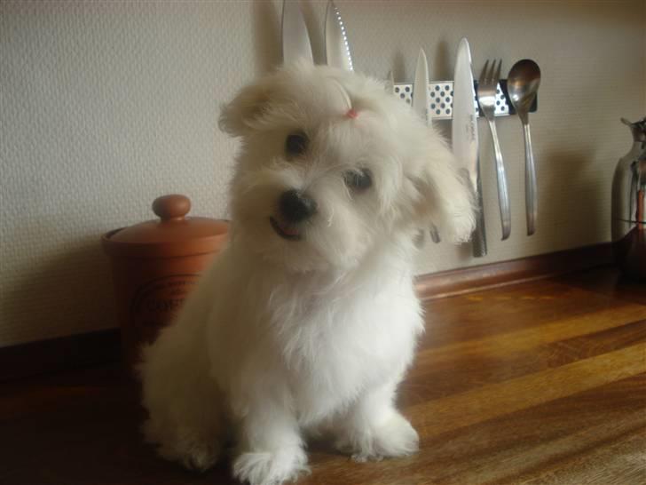 Malteser Pinky billede 7