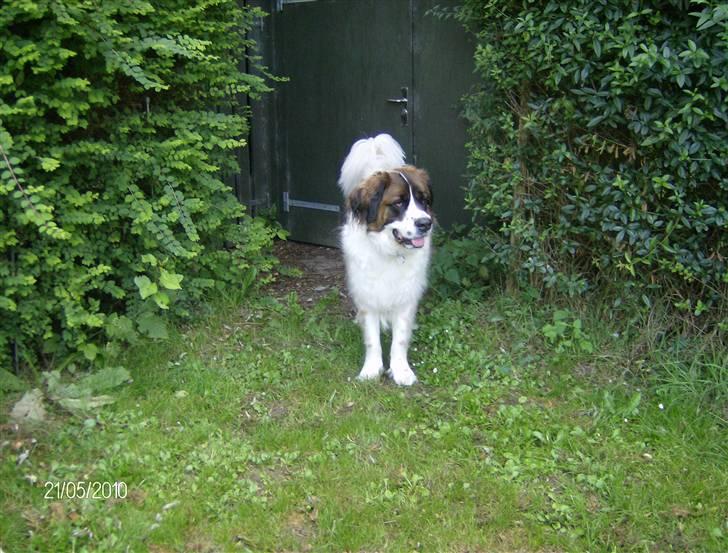 Sankt bernhardshund Sascha R.I.P. billede 6