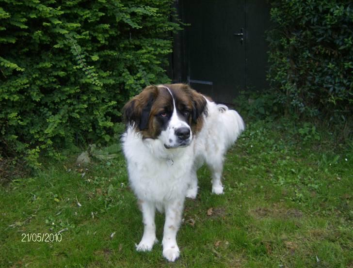 Sankt bernhardshund Sascha R.I.P. billede 7