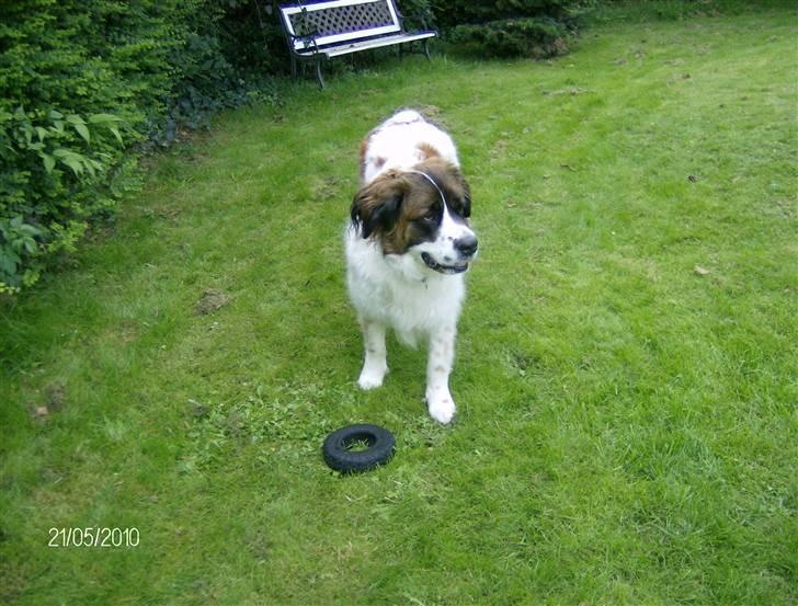 Sankt bernhardshund Sascha R.I.P. billede 8