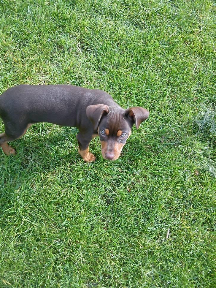 Blanding af racer Choko - halløjsa billede 4