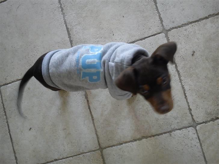 Blanding af racer Choko - Nej vel moar, det mener du ikker seriøst vel billede 5