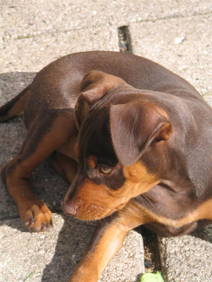 Blanding af racer Choko billede 6