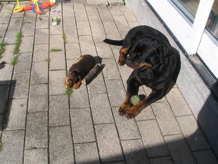 Blanding af racer Choko - Storebror og lillesøster hygger i en solstråle billede 7