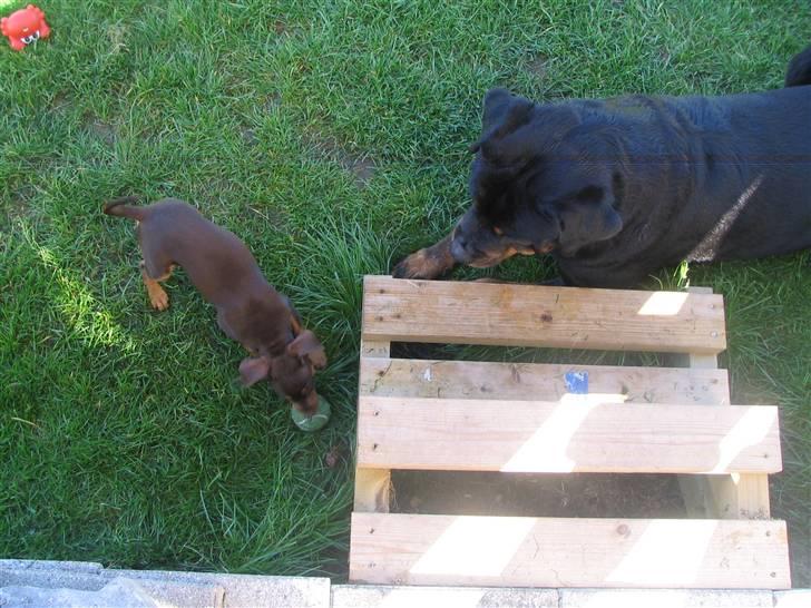 Blanding af racer Choko - Choko har stjålet Aslans bold billede 8