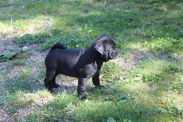 Mops Samson - samson 8 uger gammel billede 6