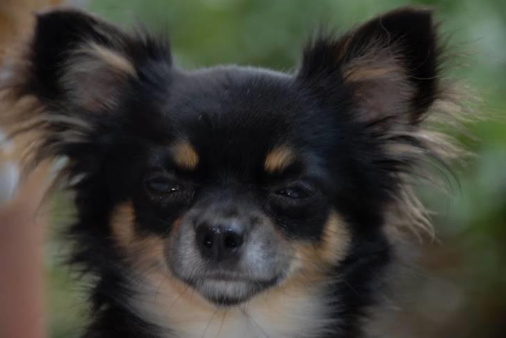 Chihuahua Sir James Bond billede 10