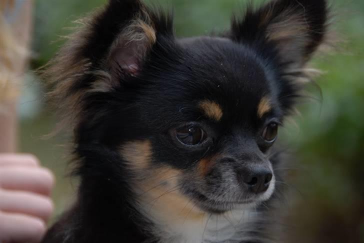 Chihuahua Sir James Bond billede 11