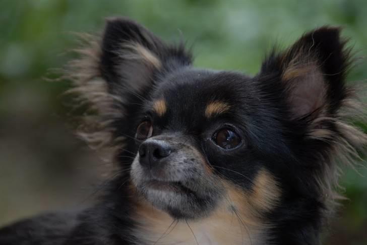 Chihuahua Sir James Bond billede 12