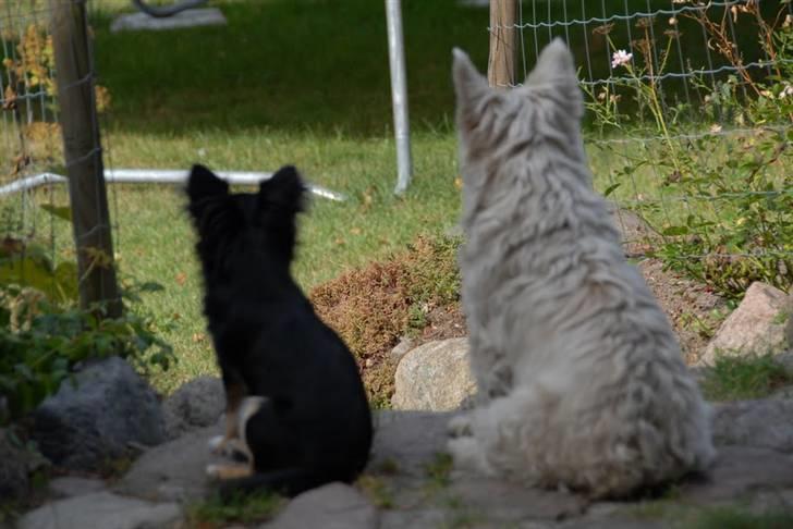 Chihuahua Sir James Bond billede 13