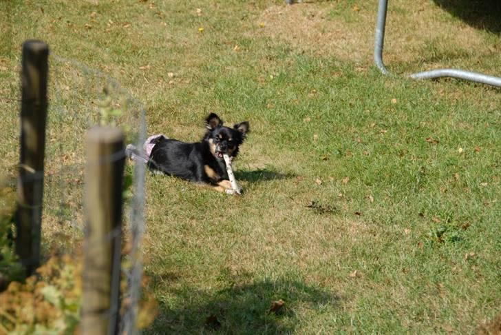 Chihuahua Sir James Bond billede 14