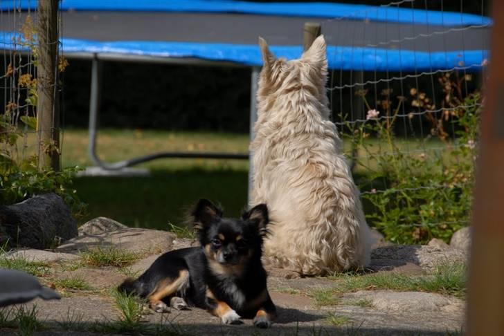 Chihuahua Sir James Bond billede 15