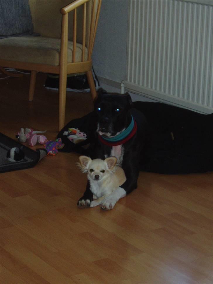 Amerikansk staffordshire terrier sif billede 13