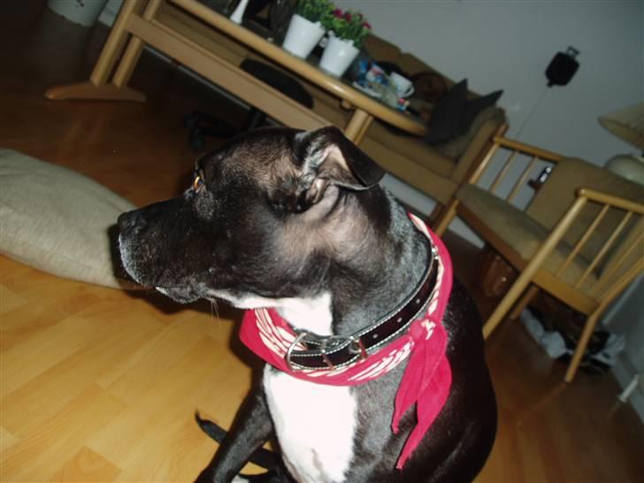 Amerikansk staffordshire terrier sif billede 14