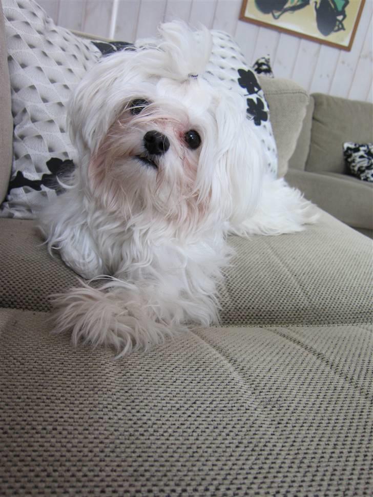 Malteser Felix - Her er jeg:) billede 1