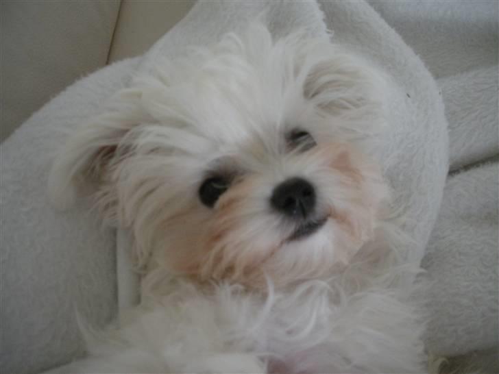 Malteser Felix - 15 uger gammel, putter i sofaen med mor billede 2