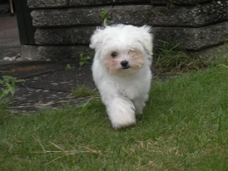 Malteser Felix - 13 uger gammel.. Jeg kommer nu mor billede 3