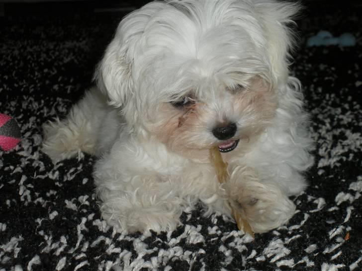 Malteser Felix - Dejlige bideting jeg fik med fra min opdrætter. 13 uger gammel billede 4