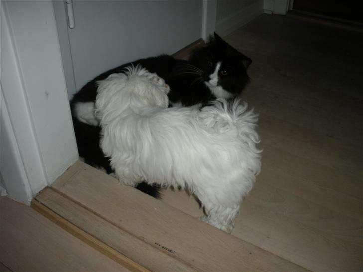 Malteser Felix - leger med min ven missya billede 5