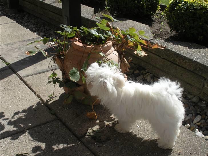 Malteser Felix - Mors jordbærkrukke er såååå spændende billede 6