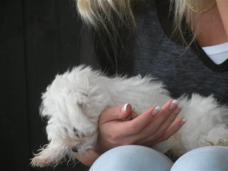 Malteser Felix - Hygger oppe ved moar. 13 uger gammel billede 7