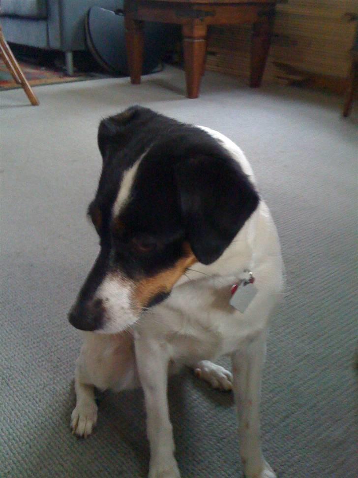 Dansk svensk gaardhund Rosa billede 13