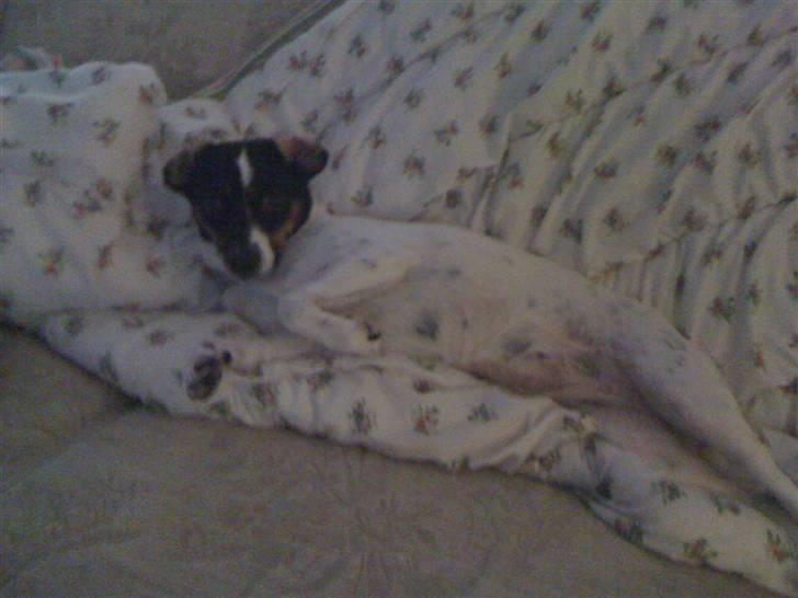 Dansk svensk gaardhund Rosa billede 15