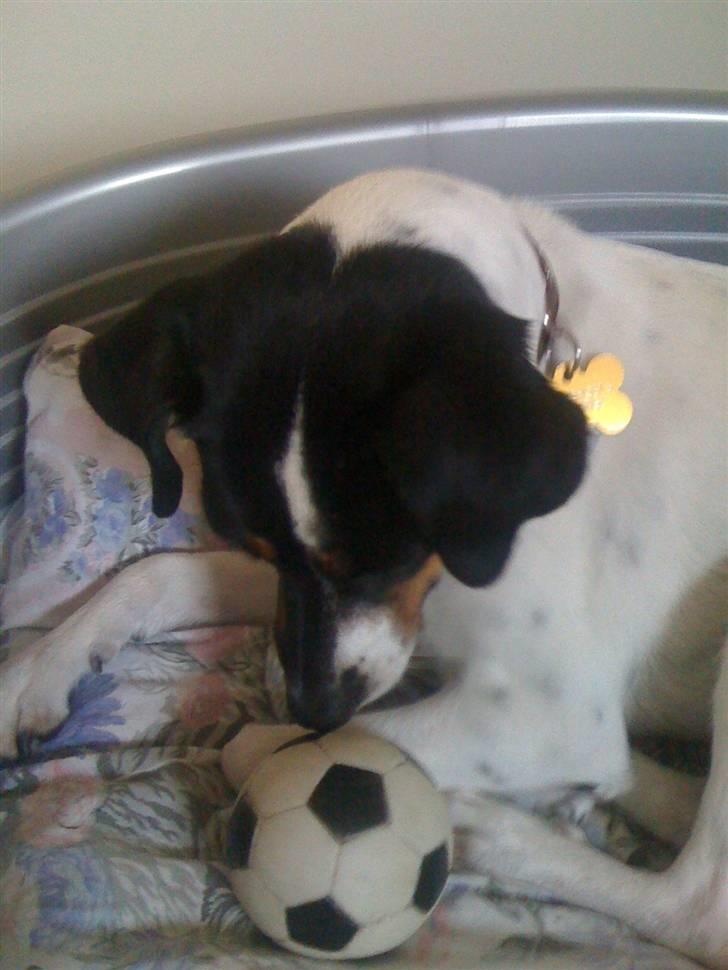 Dansk svensk gaardhund Rosa billede 17