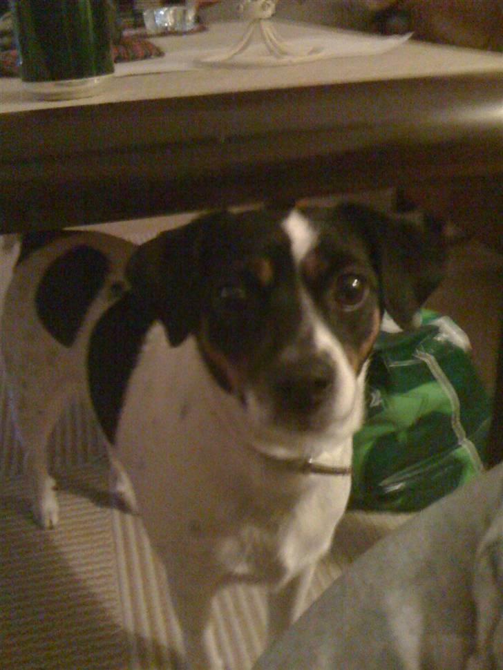 Dansk svensk gaardhund Rosa billede 18